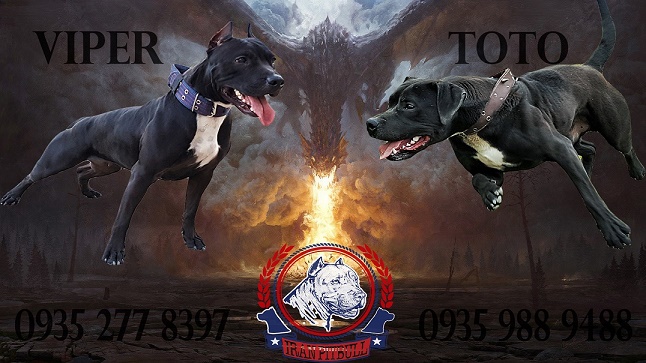پیش فروش توله های TOTO X VIPER