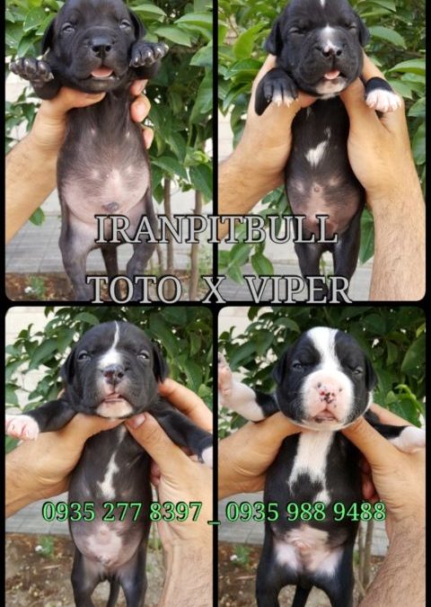 توله های وایپر و توتو VIPER X TOTO PUPPY