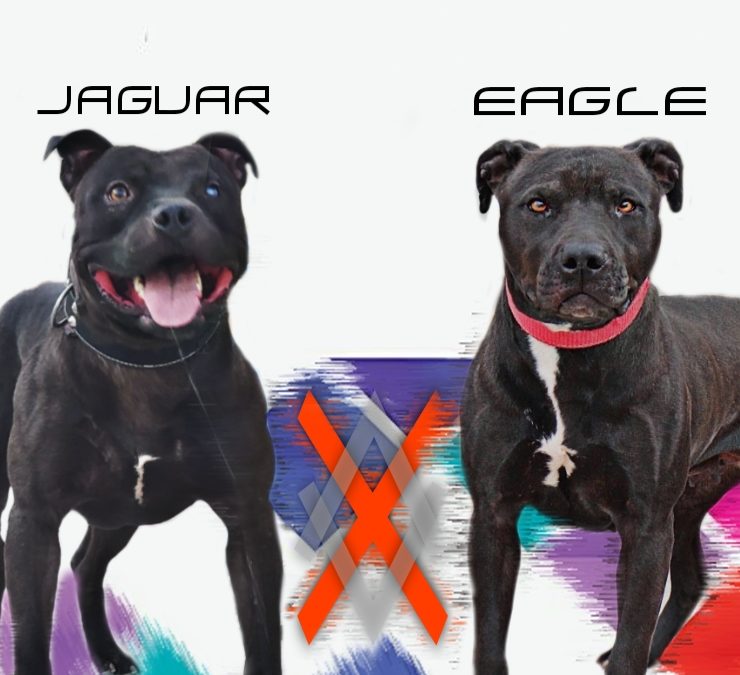 پرورش جدید Jaguar X Eagle
