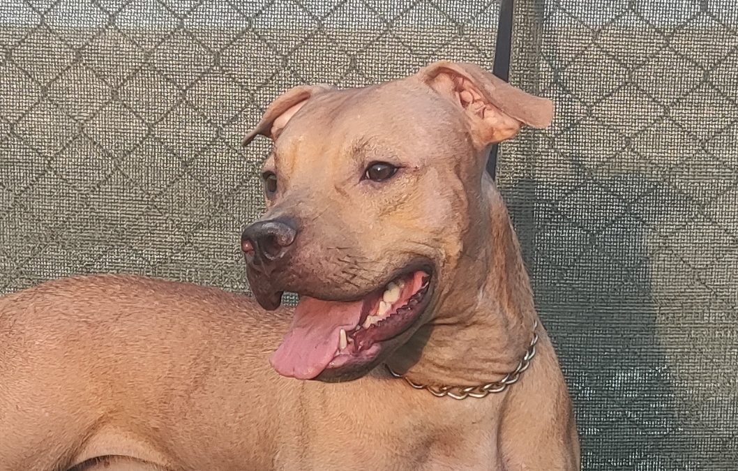 IranPitbulls Atom